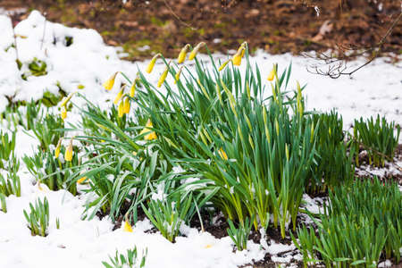 narcissus flowers in the snowの写真素材