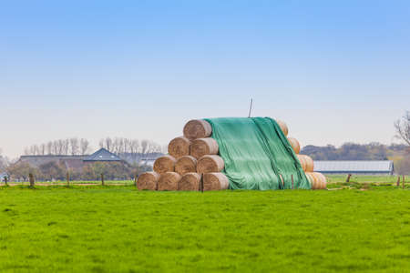 hay-roll on meadow. Hay bales on the fieldの写真素材
