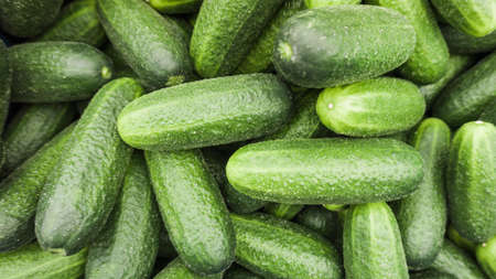 fresh cucumber.  Cucumber backgroundの写真素材