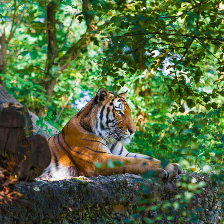 Tiger in forestの写真素材