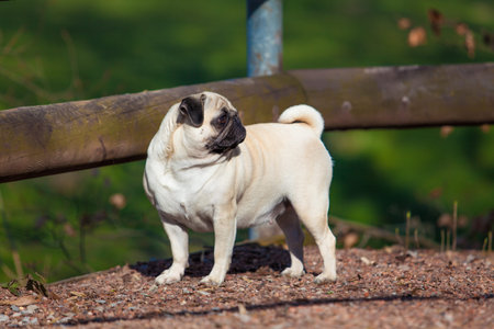 Pug dogの写真素材