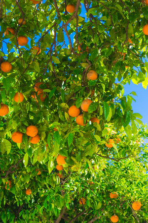 mandarin fruits on a tree.  Orange tree.  fresh orange on plantの写真素材
