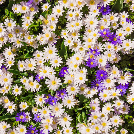 daisy flowers.  Flower backgroundの写真素材