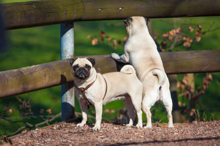 Pug dogの写真素材