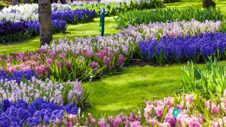 hyacinth flowers. spring garden