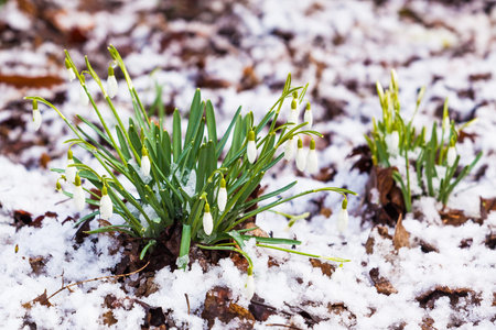 snowdrops  under the snow. flowers blooming in winterの写真素材