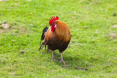 Roosterの写真素材