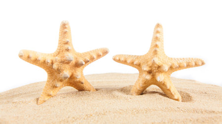 Starfish on the beach. Starfish isolated on white background