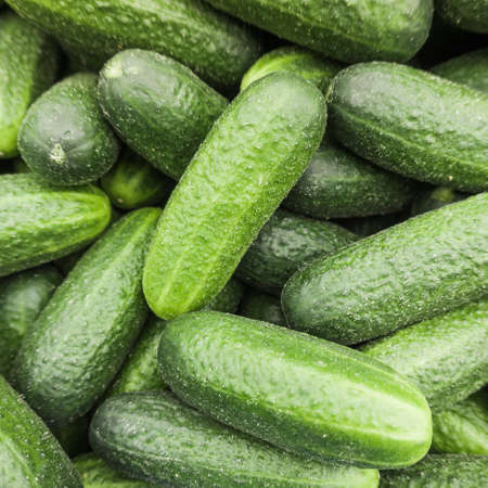 fresh cucumber.  Cucumber backgroundの写真素材