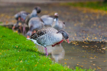 Greylag Gooseの写真素材