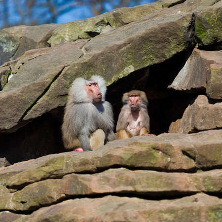 monkey familyの写真素材