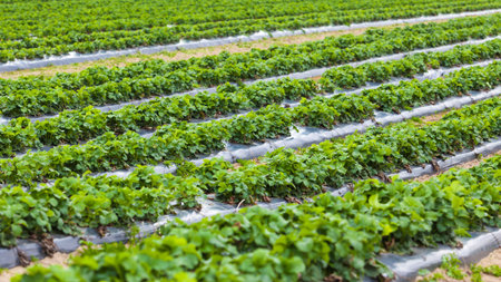 Strawberry plant