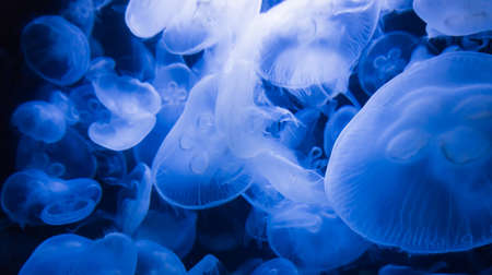 transparent jellyfishの写真素材