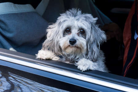 dog sits in the car and looking out the windowの写真素材