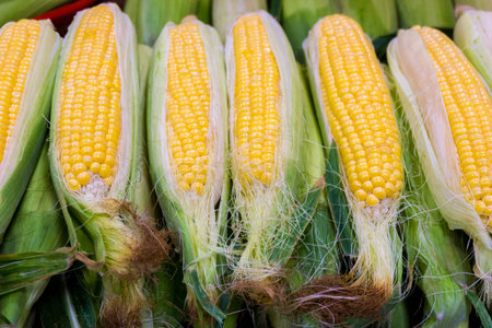 Fresh organic corn. Sweet Corn pile. Corn for sale at farmers marketの写真素材