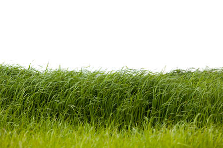 Grass isolated on white background.の写真素材