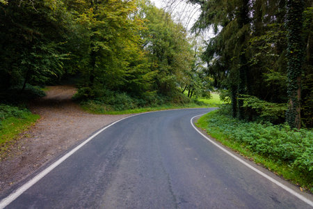 road in forestの写真素材