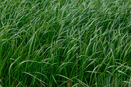 Background of a green grass. Green grass texture