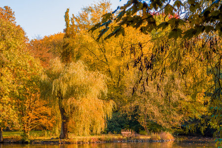autumn forest landscape.  Golden autumn scenery. Autumn. Fall. Autumnal Park. Autumn Trees and Leavesの写真素材