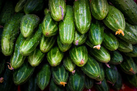 fresh green cucumber  on marketの写真素材