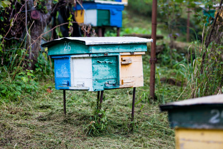 beehives in the middle of a meadow. Hives of bees in the apiary, Apiculture