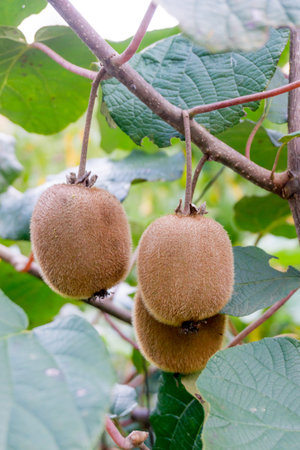 kiwi fruit on the branch. Kiwi on a treeの写真素材