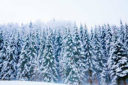 winter snow covered tree . Winter beautiful landscape. winter background