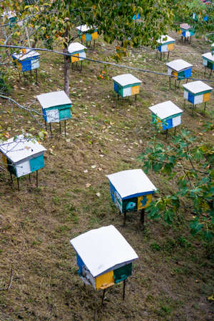 beehives in the middle of a meadow. Hives of bees in the apiary, Apicultureの写真素材