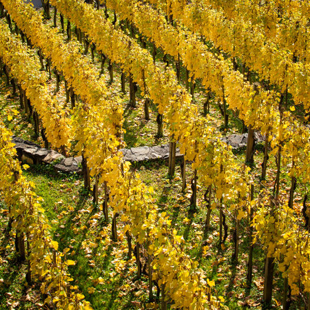 Vineyard on autumn season. Grape fieldの写真素材