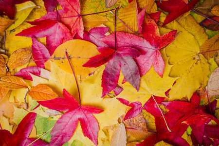 Fall leaves background. autumn leavesの写真素材