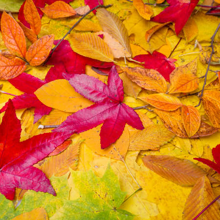 Autumn Leaves Background.  Leaves tree mapleの写真素材