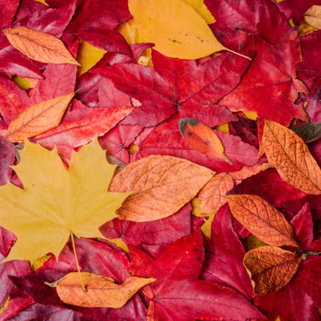 background of autumn leaves. Autumn backgroundの写真素材