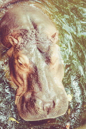 Hippo in water.  Yawning common hippopotamus