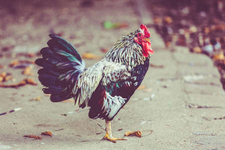 Beautiful cock. colorful rooster.の写真素材