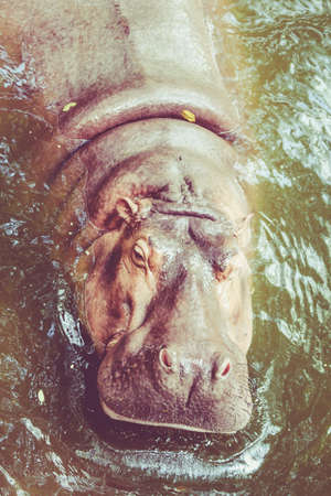 Hippopotamus. Hippo out the waterの写真素材