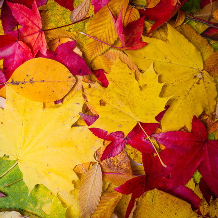 Fall leaves background. autumn leaves