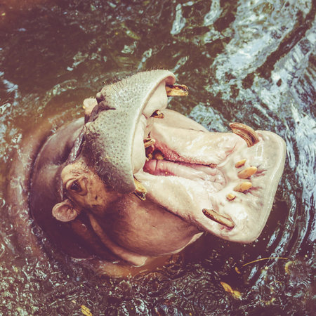 Hippo in water.  Yawning common hippopotamusの写真素材