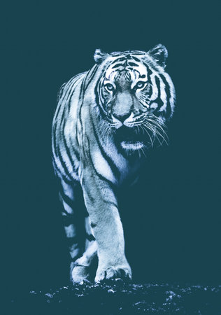 tiger on black background.  Black & White Beautiful tigerの写真素材