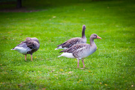 geese on green meadow.  geese and goose. Group of gray geeseの写真素材