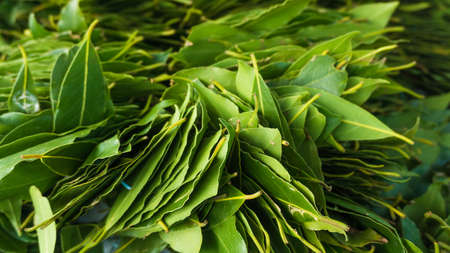green laurel leaves. Fresh leaves of laurelの写真素材