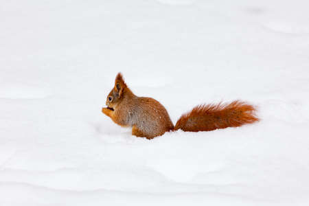 beautiful fluffy squirrel.  Squirrel in the snowの写真素材