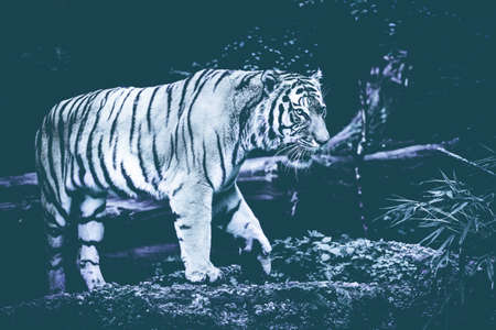 tiger on black background.  Black & White Beautiful tigerの写真素材