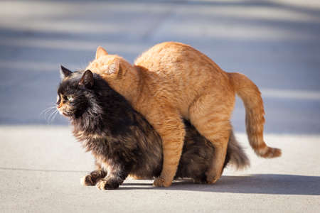 Domestic cats in the act of matingの写真素材