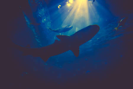 Shark Underwater Photo. Sharks in underwater with sunraysの写真素材