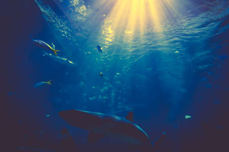 Shark Underwater Photo. Sharks in underwater with sunraysの写真素材