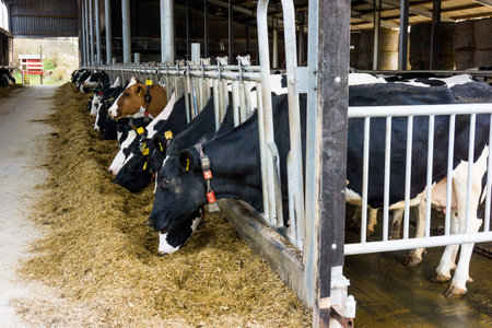 cows in a farm. Dairy cows in a farmの写真素材