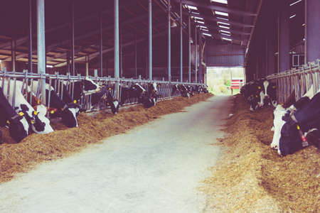 cows in a farm. Dairy cows in a farm. Vintage styleの写真素材