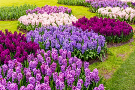 spring landscape.  Spring nature background.  beautiful gardenの写真素材
