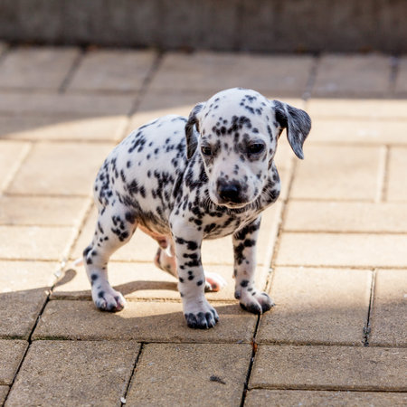 Dalmatian dog. Dalmatian puppy.の写真素材
