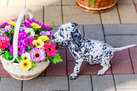 Dalmatian puppy. Beautiful Dalmatian dogの写真素材
